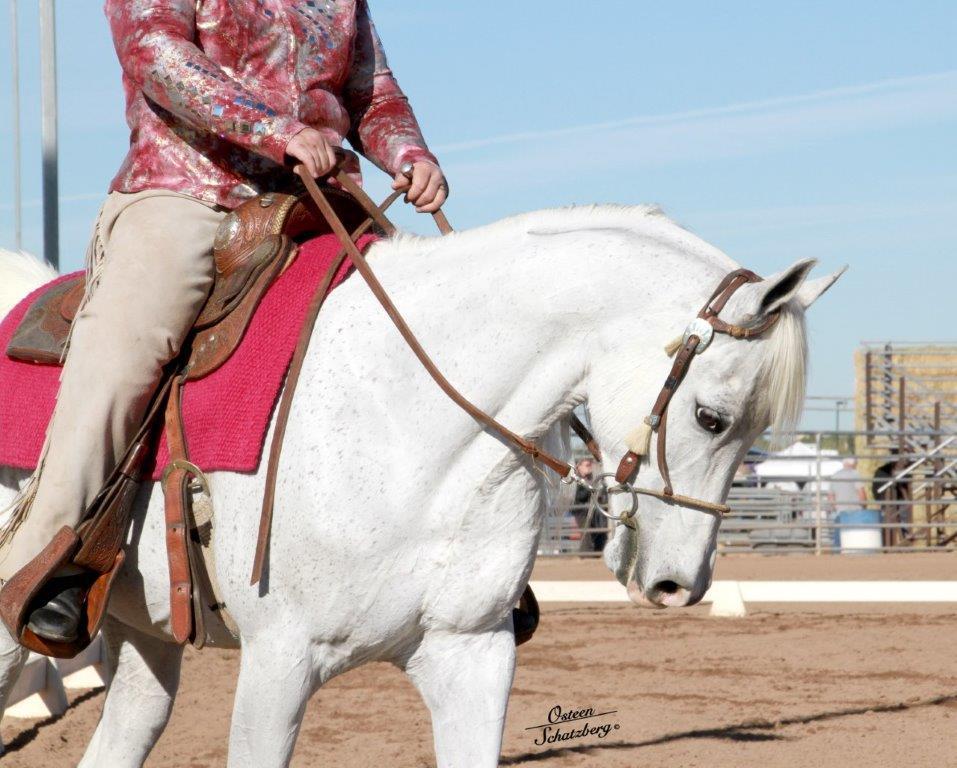 Scottsdale Arabian Horse Show News for Tuesday, February 16, 2016