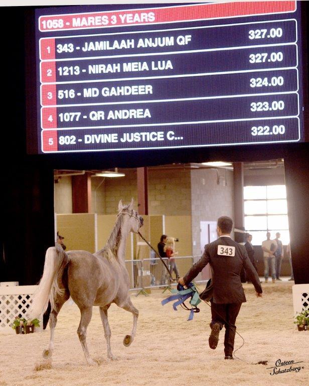 Scottsdale Arabian Horse Show News for Tuesday, February 16, 2016
