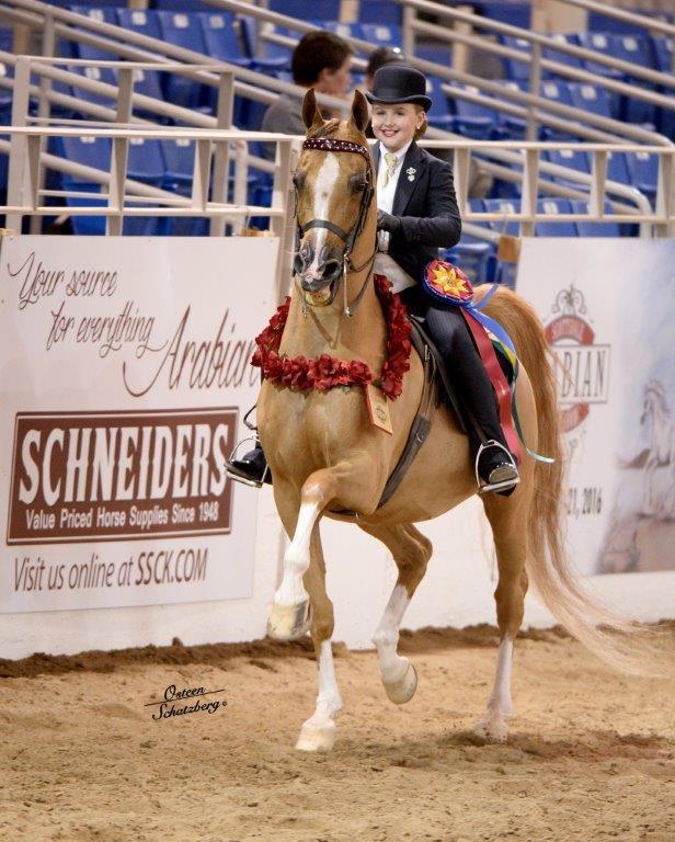 Scottsdale Arabian Horse Show News for Wednesday, February 17, 2016