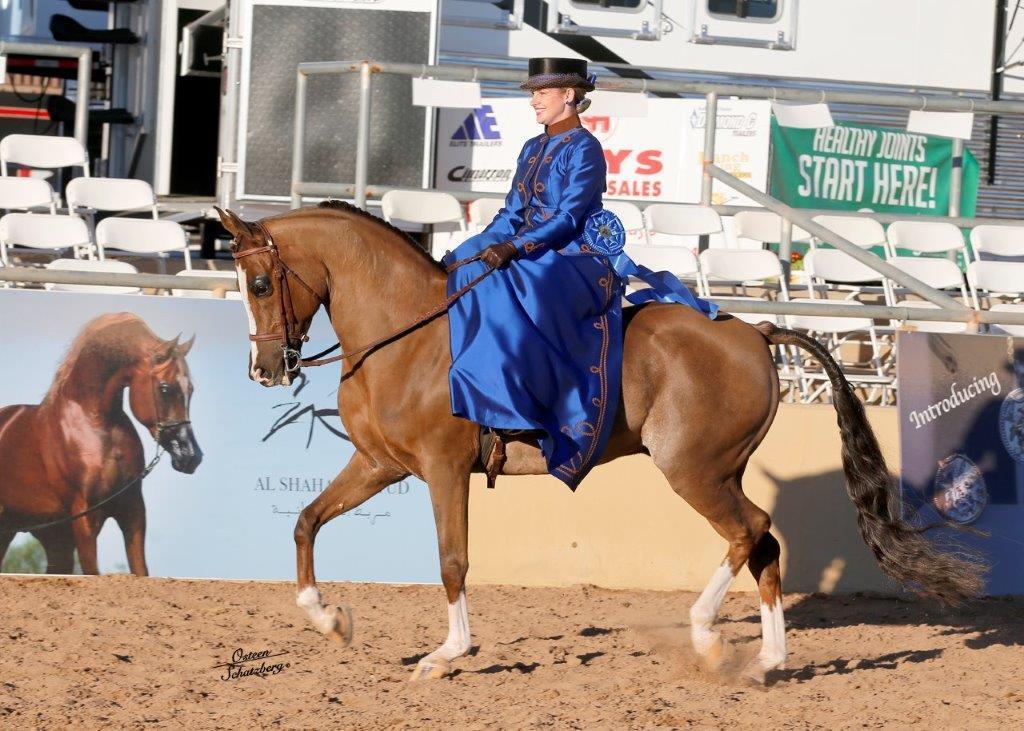 Scottsdale Arabian Horse Show News for Wednesday, February 17, 2016