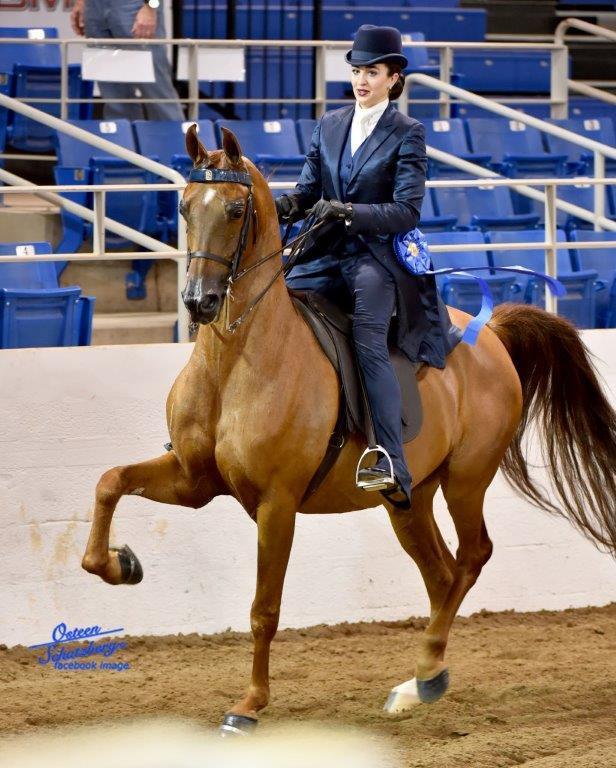 Scottsdale Arabian Horse Show News for Wednesday, February 17, 2016