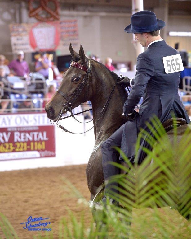 Scottsdale Arabian Horse Show News for Wednesday, February 17, 2016
