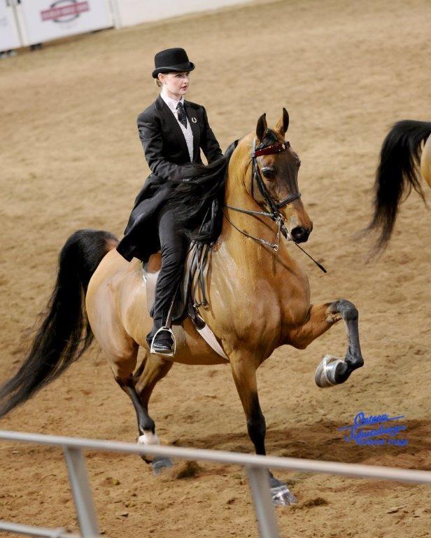 Scottsdale Arabian Horse Show News for Wednesday, February 17, 2016