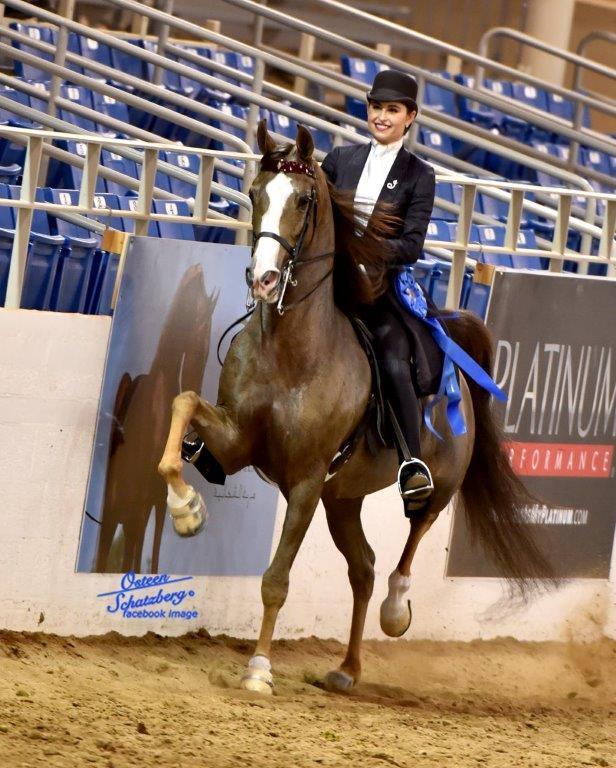 Scottsdale Arabian Horse Show News for Wednesday, February 17, 2016