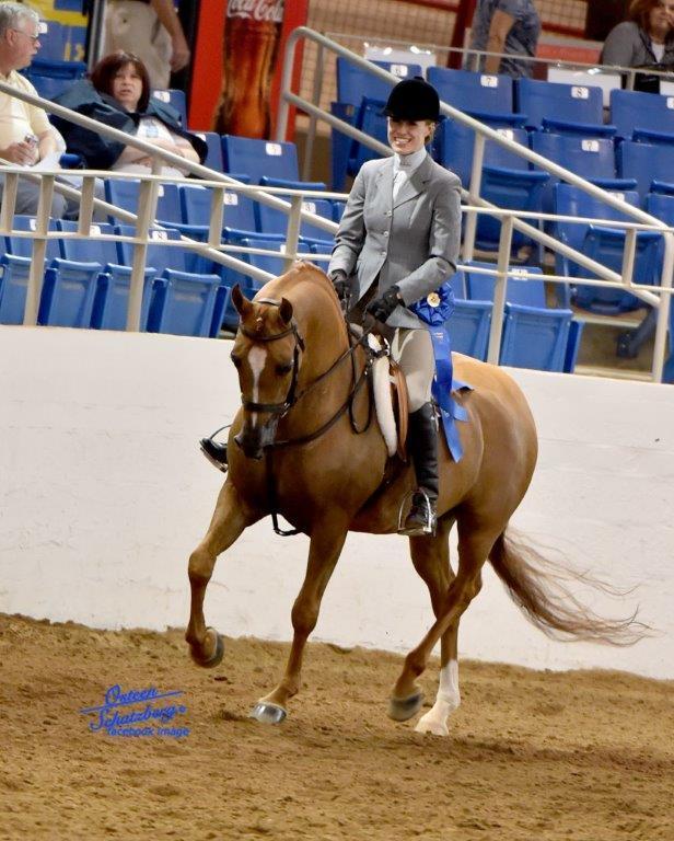 Scottsdale Arabian Horse Show News for Wednesday, February 17, 2016