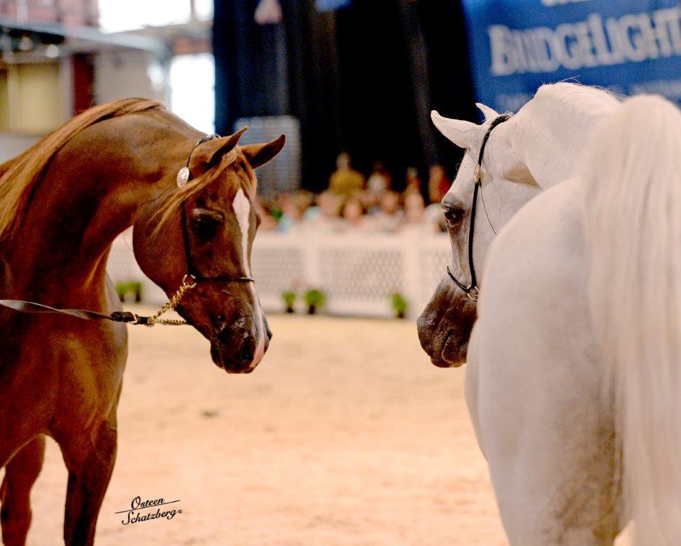 Scottsdale Arabian Horse Show News for Wednesday, February 17, 2016