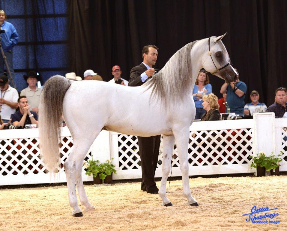 Scottsdale Arabian Horse Show News for Wednesday, February 17, 2016