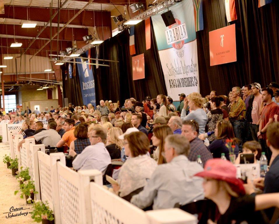 Scottsdale Arabian Horse Show News for Wednesday, February 17, 2016