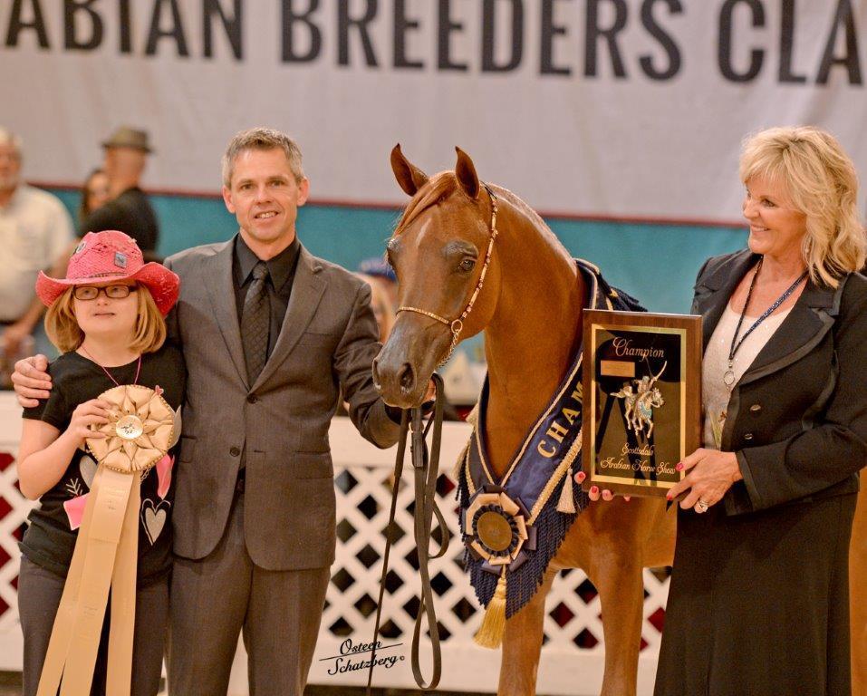 Scottsdale Arabian Horse Show News for Wednesday, February 17, 2016