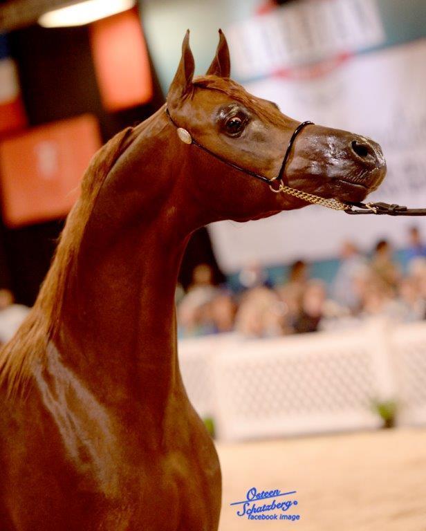 Scottsdale Arabian Horse Show News for Wednesday, February 17, 2016