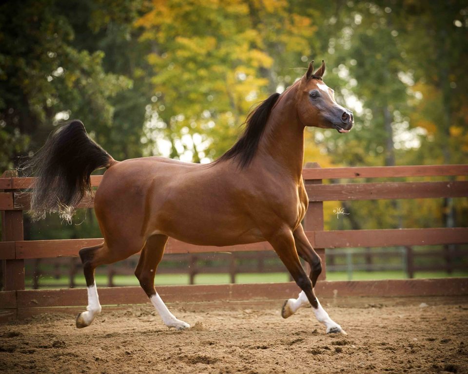 Scottsdale Arabian Horse Show News for Thursday, February 18, 2016