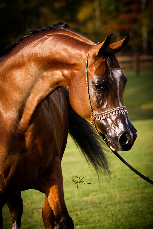 Scottsdale Arabian Horse Show News for Thursday, February 18, 2016