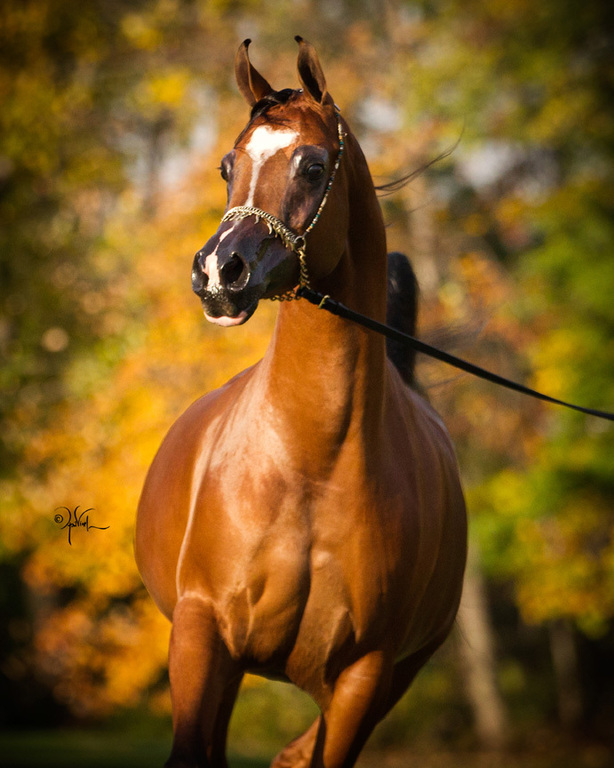 Scottsdale Arabian Horse Show News for Thursday, February 18, 2016