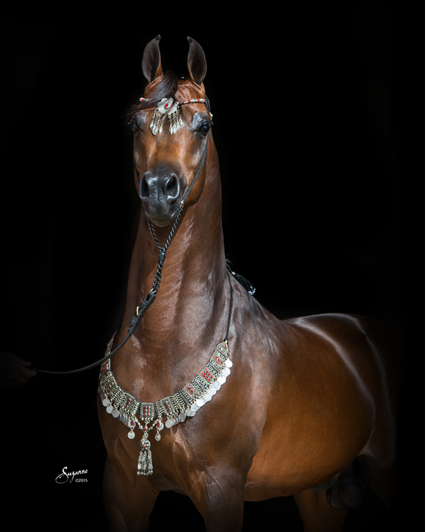 Scottsdale Arabian Horse Show News for Thursday, February 18, 2016