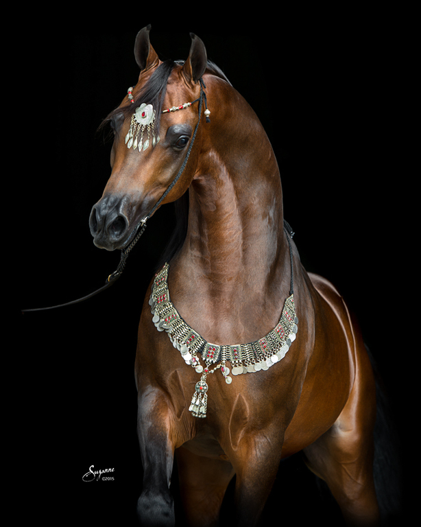 Scottsdale Arabian Horse Show News for Thursday, February 18, 2016