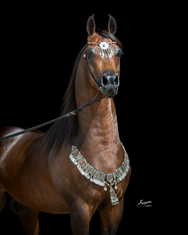 Scottsdale Arabian Horse Show News for Thursday, February 18, 2016