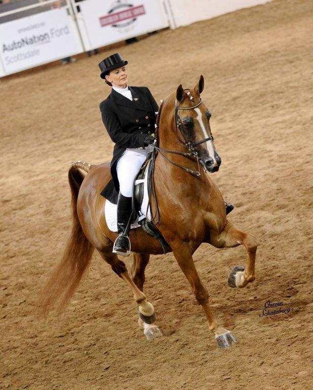 Scottsdale Arabian Horse Show News for Thursday, February 18, 2016