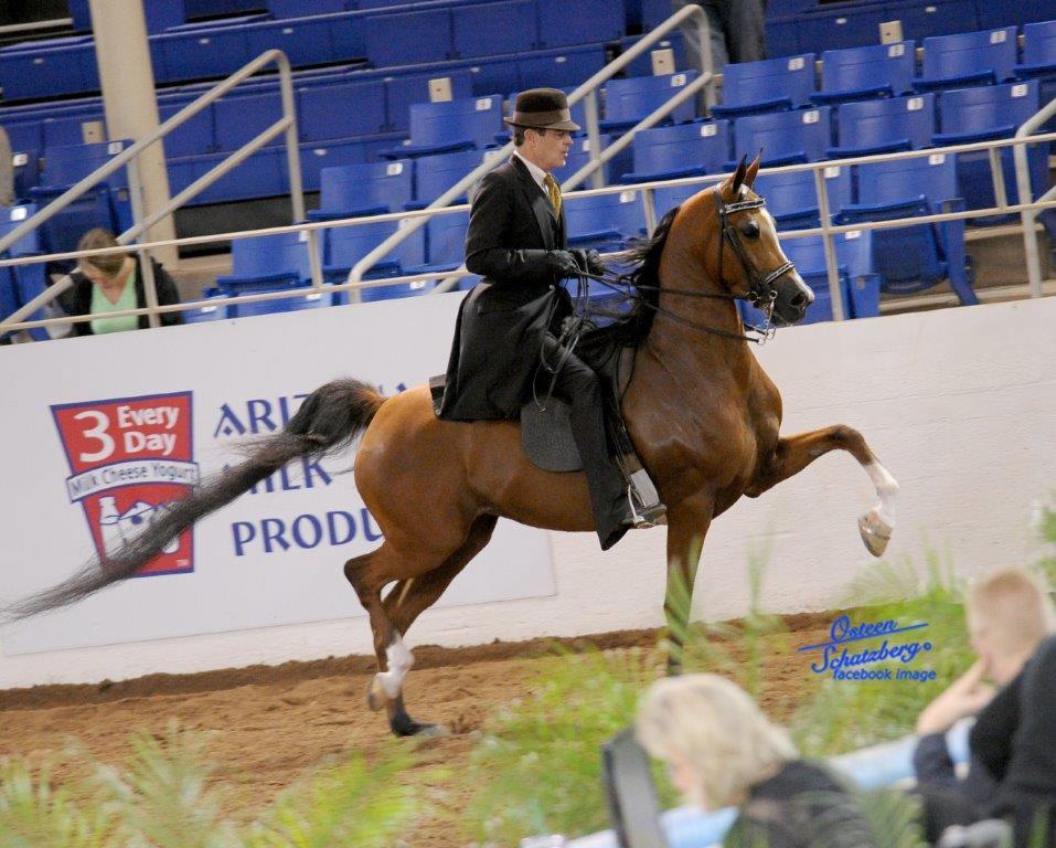 Scottsdale Arabian Horse Show News for Thursday, February 18, 2016