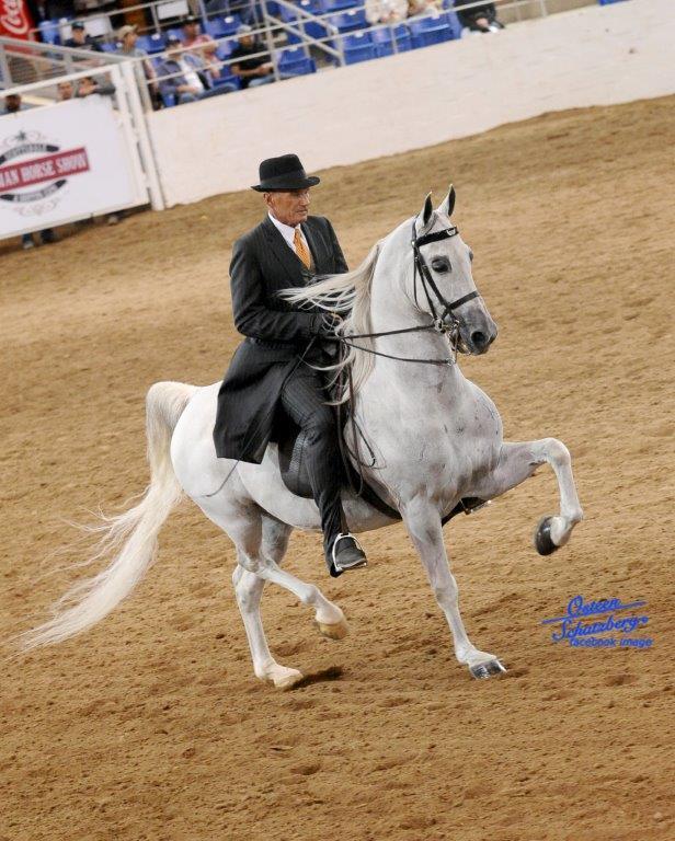 Scottsdale Arabian Horse Show News for Thursday, February 18, 2016