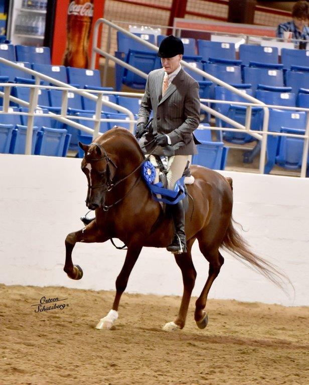 Scottsdale Arabian Horse Show News for Thursday, February 18, 2016
