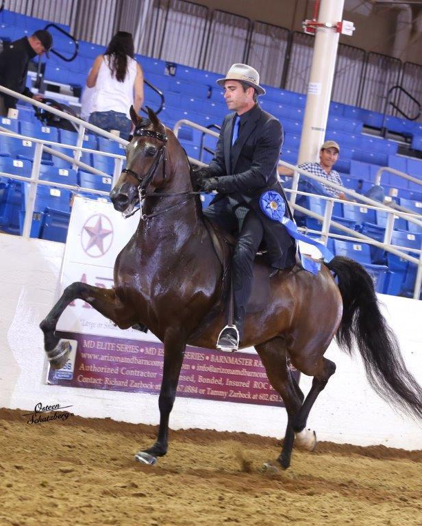 Scottsdale Arabian Horse Show News for Thursday, February 18, 2016