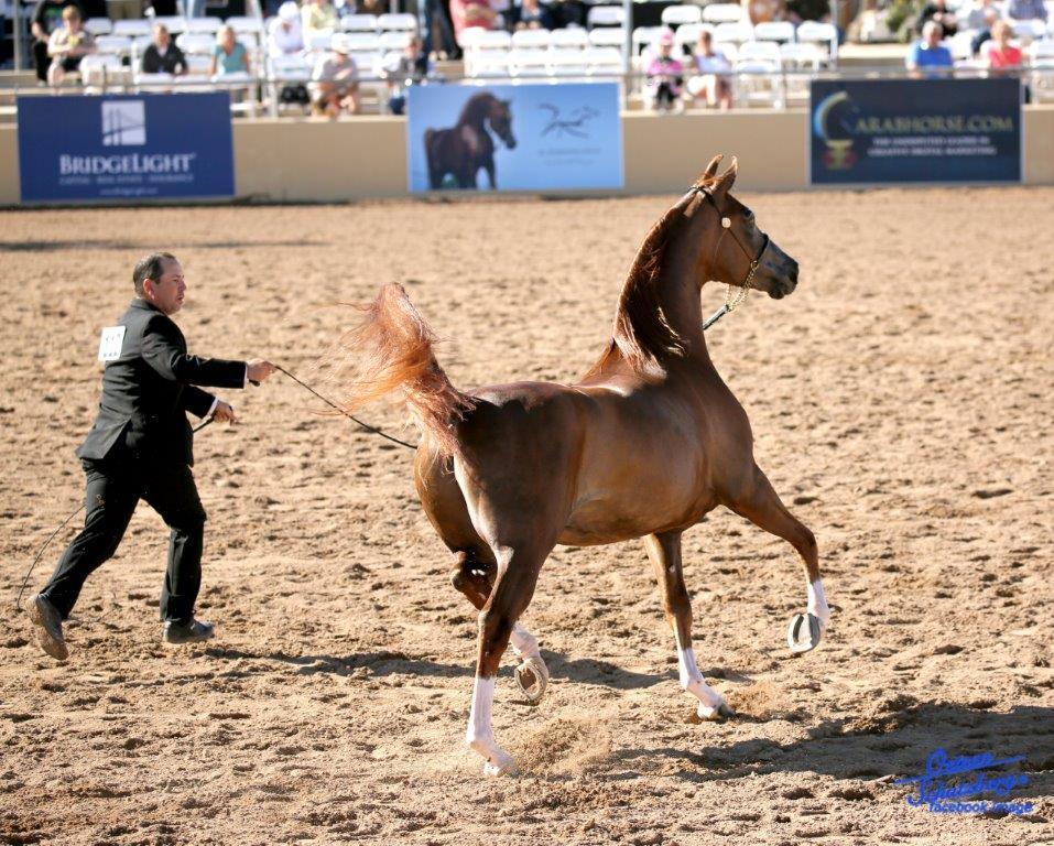 Scottsdale Arabian Horse Show News for Thursday, February 18, 2016