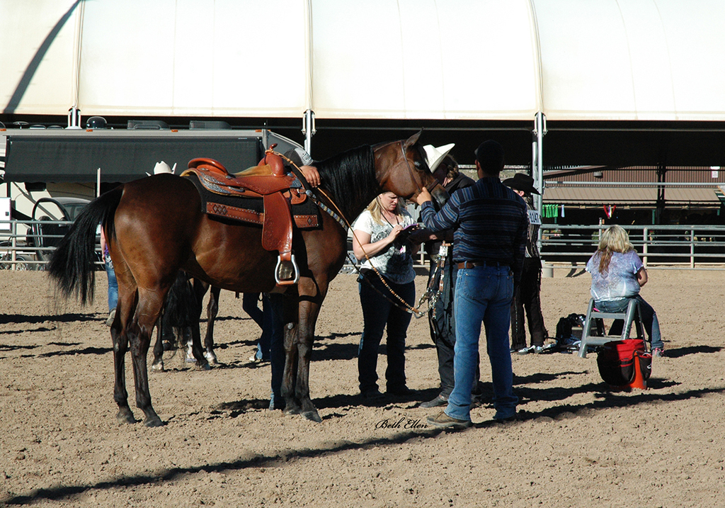 Scottsdale Arabian Horse Show News for Thursday, February 18, 2016