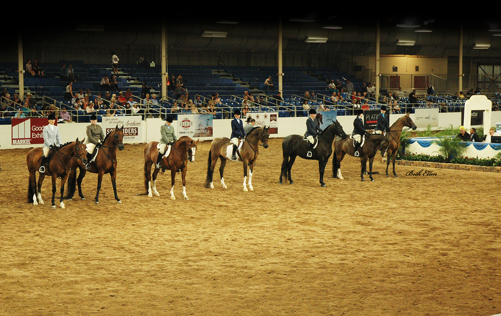 Scottsdale Arabian Horse Show News for Friday, February 19, 2016