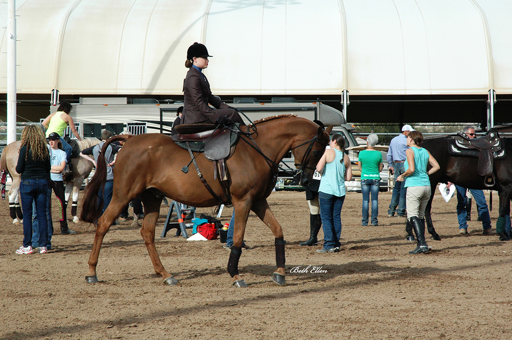 Scottsdale Arabian Horse Show News for Friday, February 19, 2016
