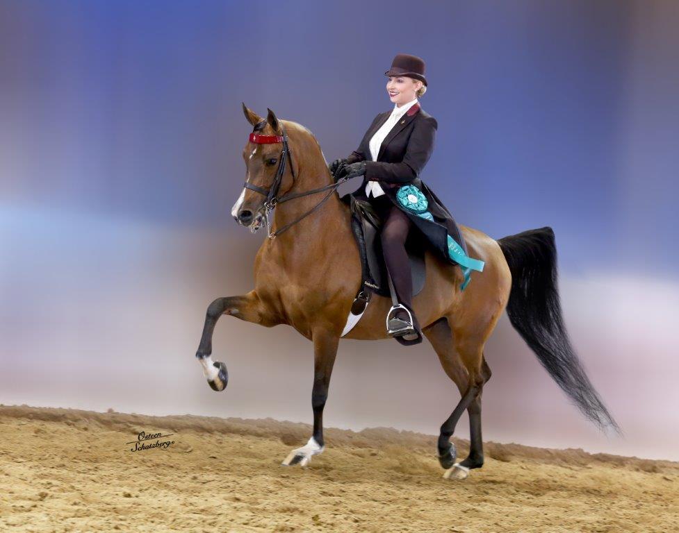 Scottsdale Arabian Horse Show News for Friday, February 19, 2016