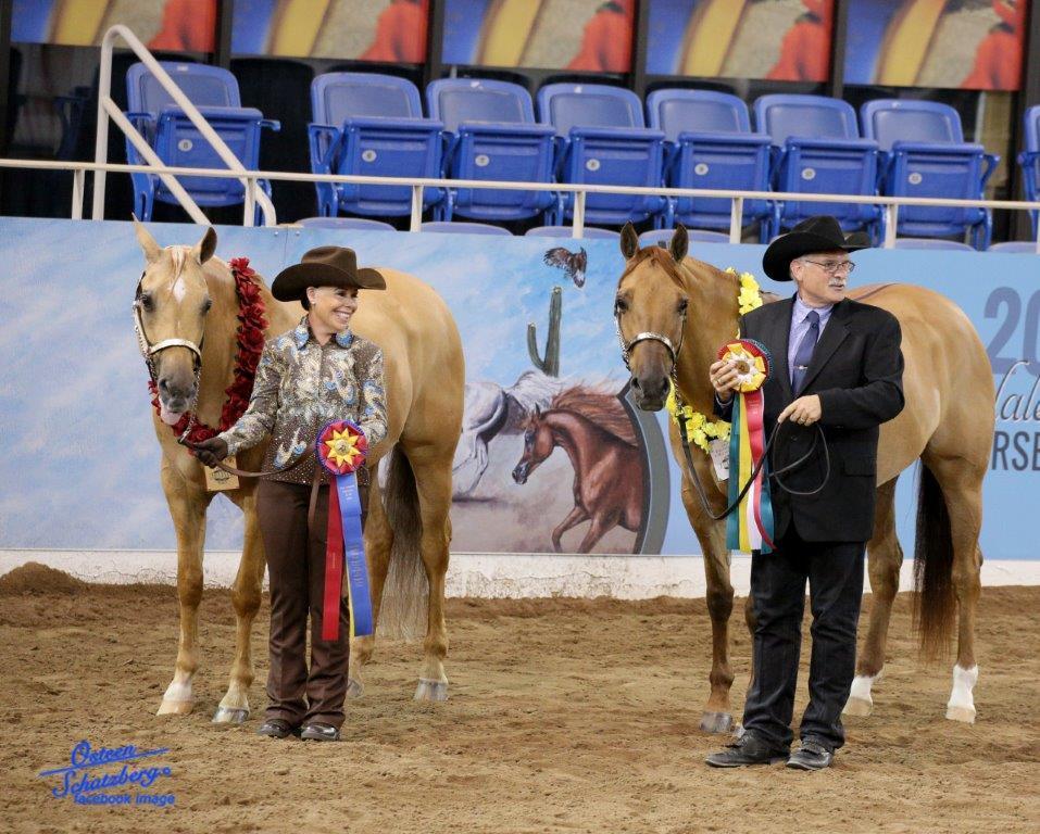 Scottsdale Arabian Horse Show News for Friday, February 19, 2016