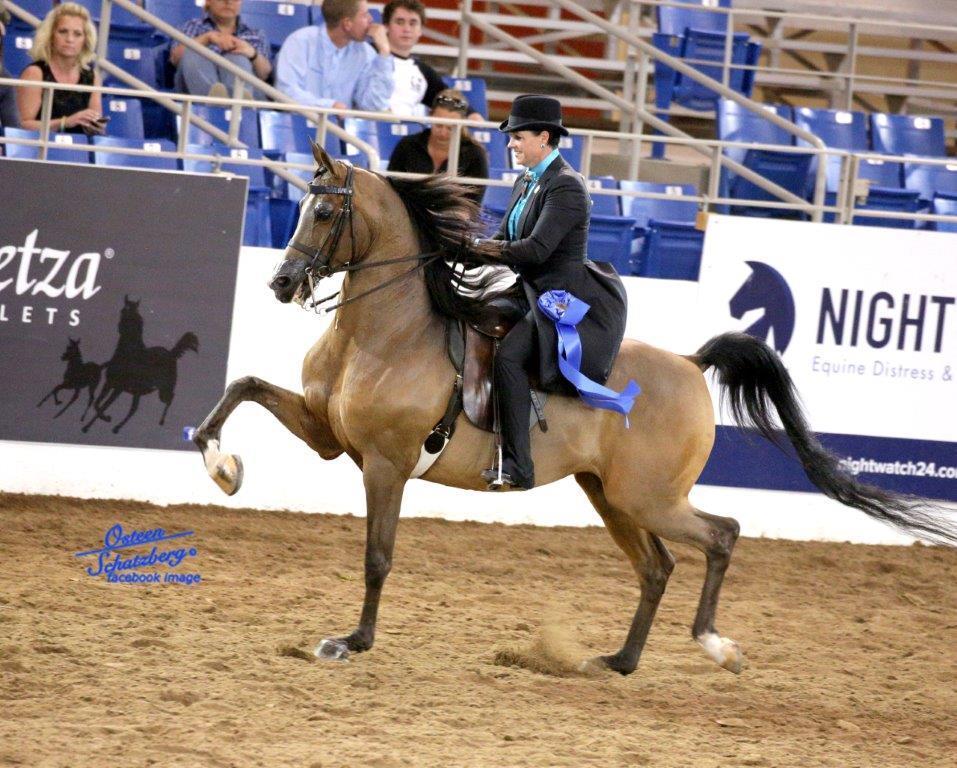 Scottsdale Arabian Horse Show News for Friday, February 19, 2016