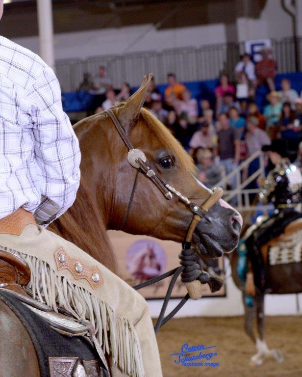 Scottsdale Arabian Horse Show News for Friday, February 19, 2016