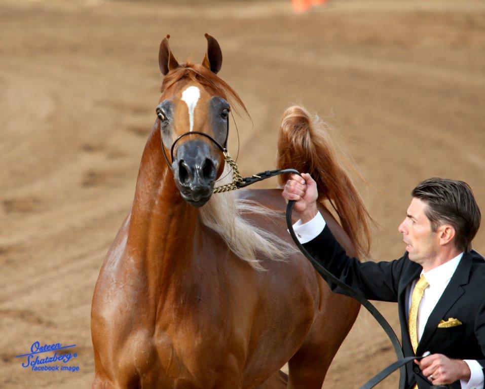 Scottsdale Arabian Horse Show News for Friday, February 19, 2016