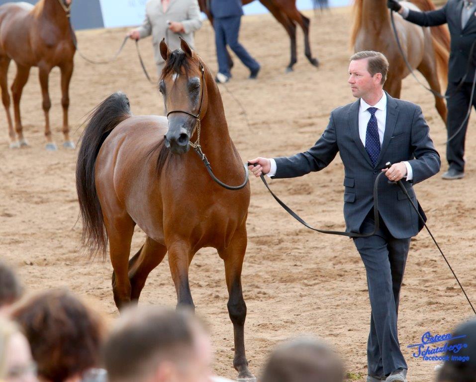 Scottsdale Arabian Horse Show News for Friday, February 19, 2016
