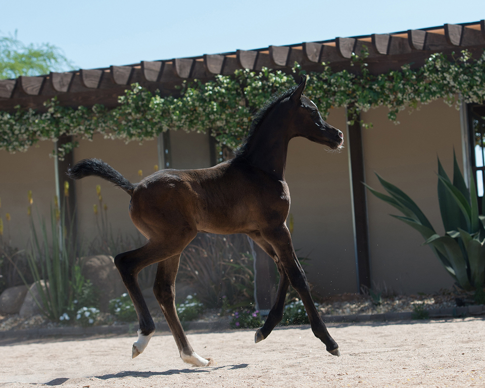 Scottsdale Arabian Horse Show News for Friday, February 19, 2016