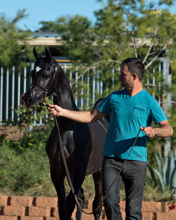 Scottsdale Arabian Horse Show News for Friday, February 19, 2016