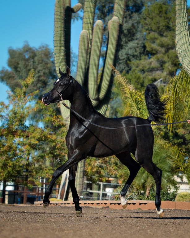 Scottsdale Arabian Horse Show News for Friday, February 19, 2016