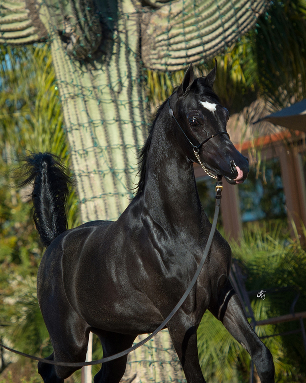 Scottsdale Arabian Horse Show News for Friday, February 19, 2016