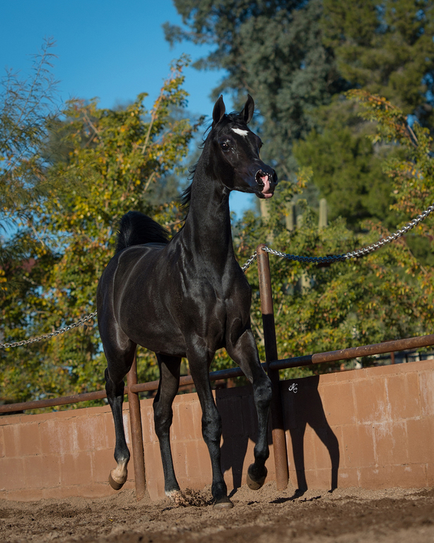 Scottsdale Arabian Horse Show News for Friday, February 19, 2016