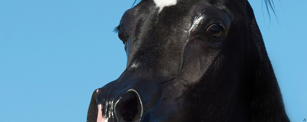 Scottsdale Arabian Horse Show News for Friday, February 19, 2016