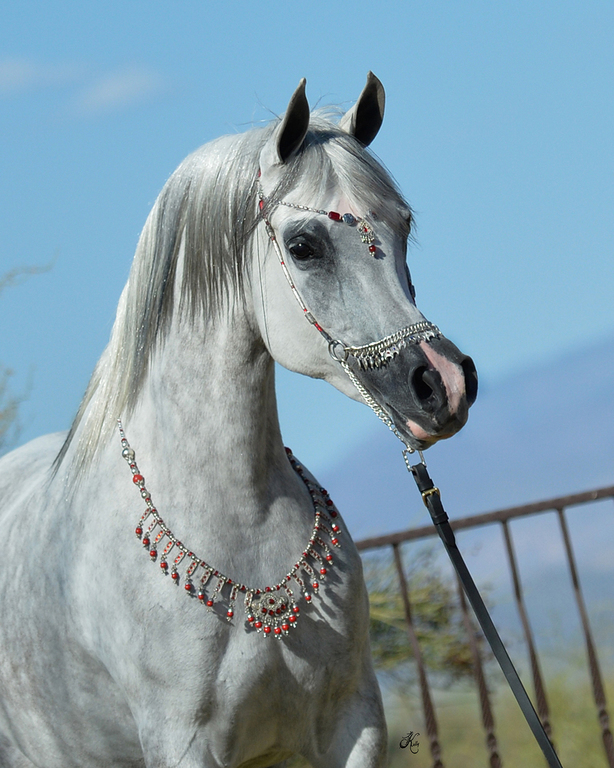 Scottsdale Arabian Horse Show News for Friday, February 19, 2016