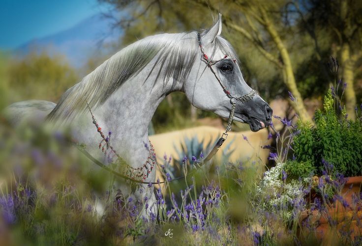 Scottsdale Arabian Horse Show News for Friday, February 19, 2016