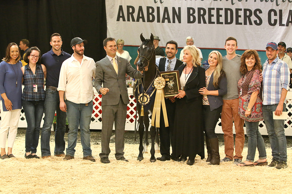 Scottsdale Arabian Horse Show News for Friday, February 19, 2016