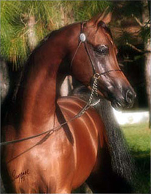 Scottsdale Arabian Horse Show News for Friday, February 19, 2016