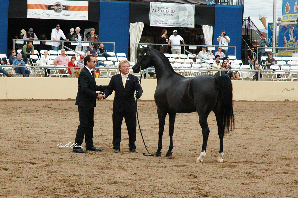 Scottsdale Arabian Horse Show News for Saturday, February 20, 2016