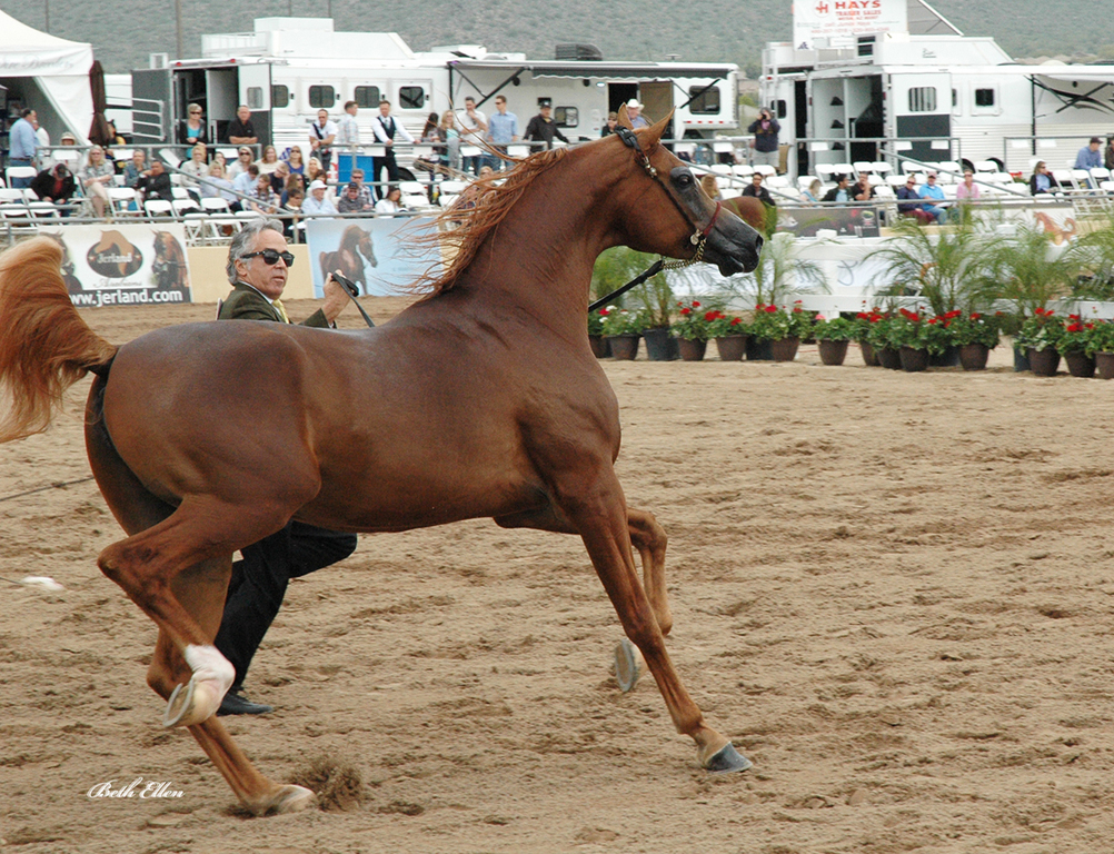 Scottsdale Arabian Horse Show News for Saturday, February 20, 2016