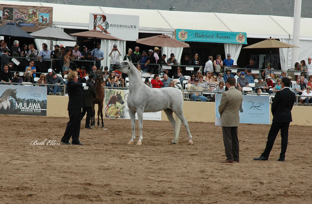 Scottsdale Arabian Horse Show News for Saturday, February 20, 2016
