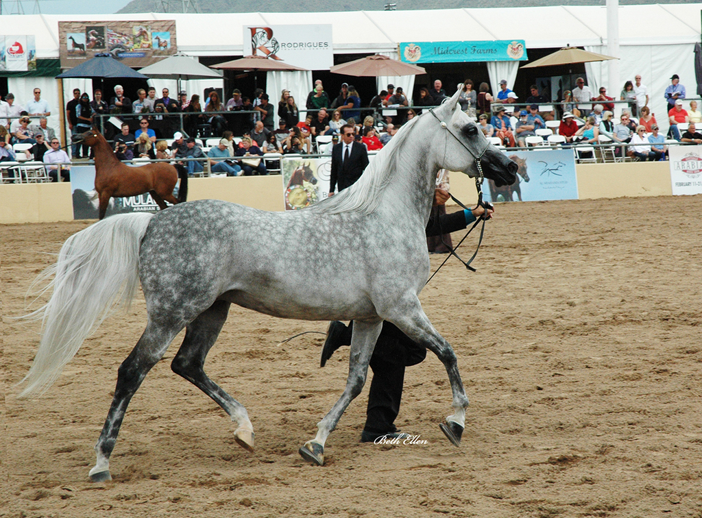 Scottsdale Arabian Horse Show News for Saturday, February 20, 2016