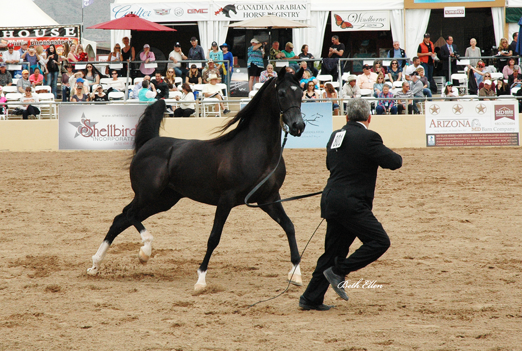 Scottsdale Arabian Horse Show News for Saturday, February 20, 2016